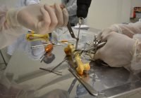 Come diventare un veterinario