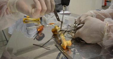 Come diventare un veterinario