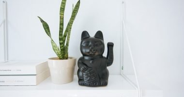 Piante e decorazioni in ufficio