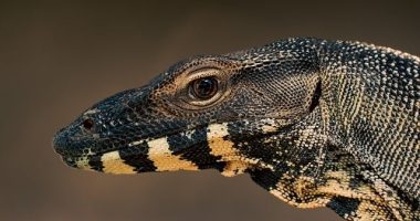 Il Ruolo del Revisore dei Conti nel Controllo del Bilancio Aziendale